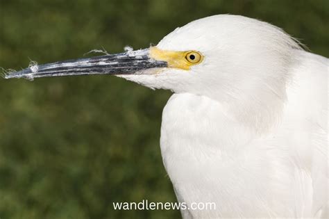 Little Egret Vs Snowy Egret Whats The Difference