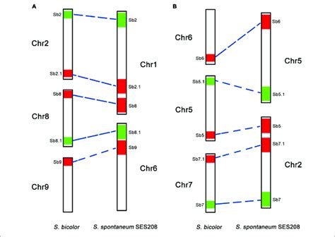 A Schematic Illustration Of Chromosomal Rearrangements Between Download Scientific Diagram