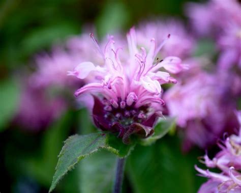 Monarda Bee Lieve Mount Venus Nursery