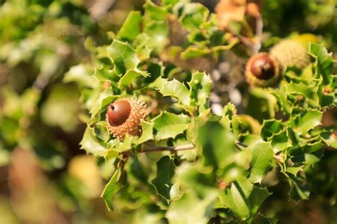 Premium Photo | A gooseberry bush