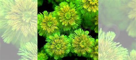 Растения в аквариум купить в Челябинске | Животные и зоотовары | Авито