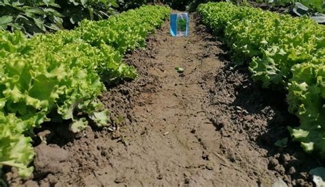 Fungicidi - Zaštitna sredstva | Agroklub.com