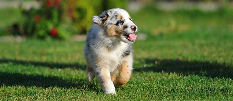 Australian Shepherd Lab Mix (Aussiedor) : Breed Facts & Temperament