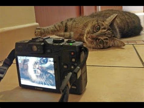 Pussy Christmas YouTube