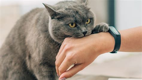 The Real Reason Cats Often Bite You When You Pet Them