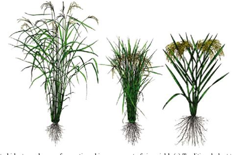 Figure From Development Of High Yielding Rice Varieties For Favorable