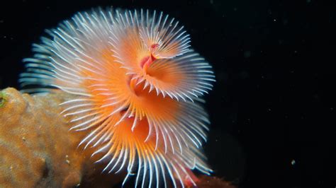 Stunning The Christmas Tree Worm Oceana Youtube