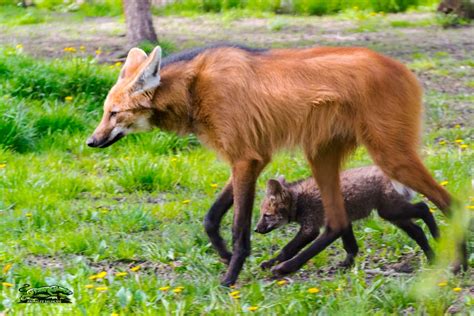 🐕 Aguará Guazú: Todos los Datos » Animales Salvajes