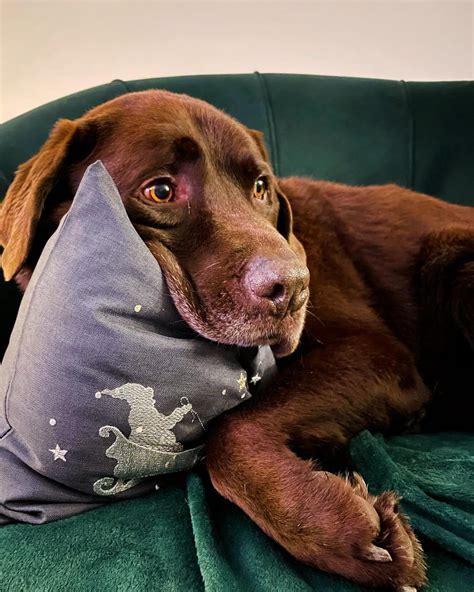 Riverside Vets | Referral Surgery