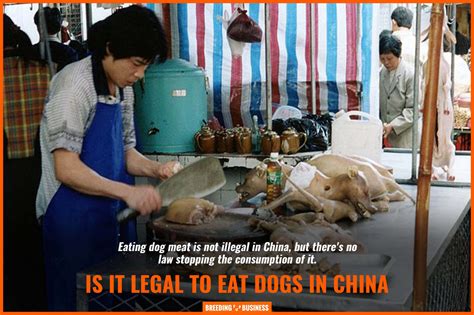 Yulins Lychee And Dog Meat Festival What Is It Outrage And Faqs