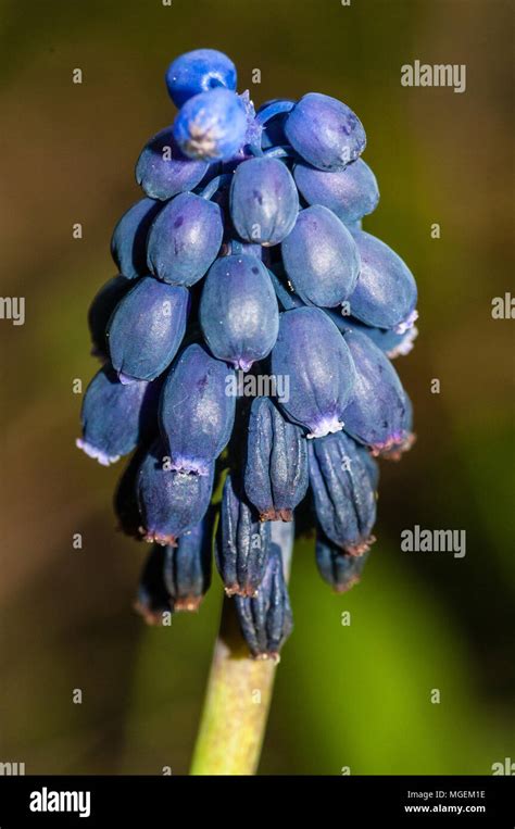 Grape Hyacinth Hi Res Stock Photography And Images Alamy