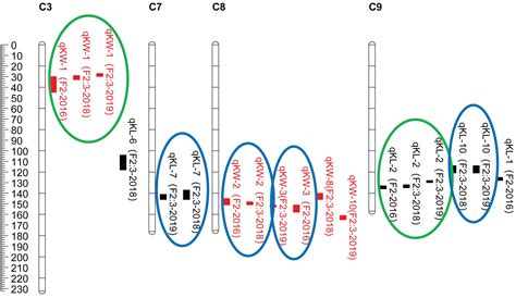 Frontiers Qtl Analysis And Fine Mapping Of A Major Qtl Conferring