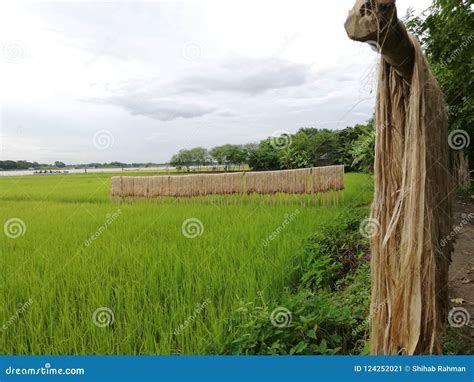 Jute The Golden Fiber Of Bangladesh In Villages Stock Image