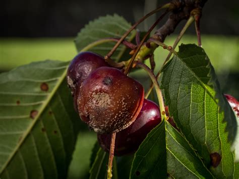 Pilzbefall An Obstb Umen Symptome Behandlung Vorbeugung