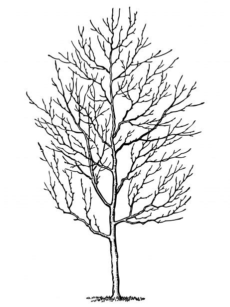 Tree Free Stock Photo - Public Domain Pictures