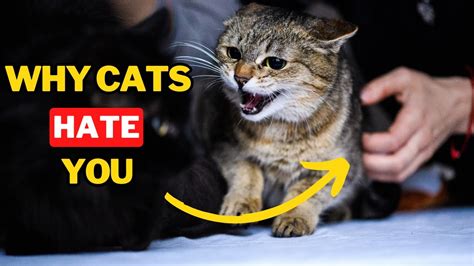 Reasons Why Your Cat Hates You Cat Behavior Explained Cat World News