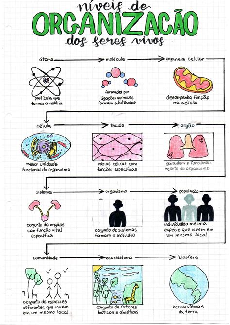 Atividades Sobre Niveis De Organização Dos Seres Vivos