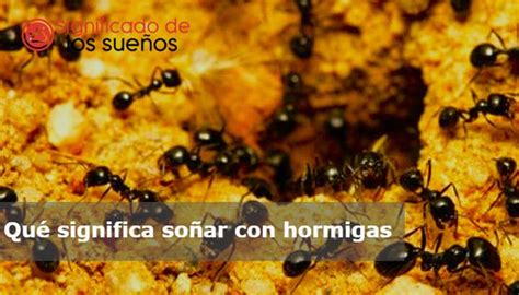 Qué significa soñar con hormigas 2024 25 Significados