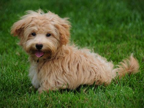 20 Longest-Living Dog Breeds