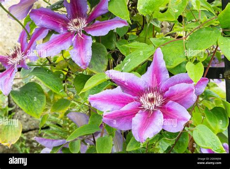 Clematis Fireworks Blooms Stock Photo Alamy