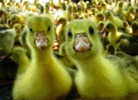 Nature & its beauty: Cutest & Funniest Baby Ducks Ever