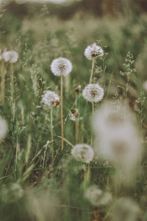 Field Of Dandelion Wallpapers Wallpaper Cave