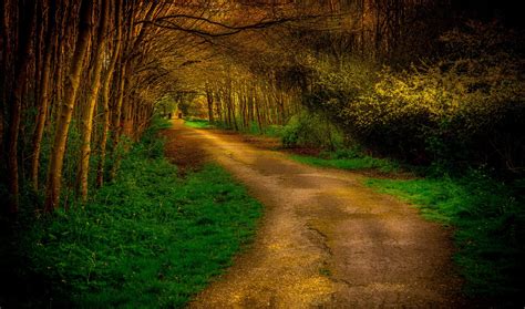 Imágene Experience: Camino por el bosque - Paisajes de Ensueño