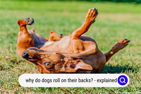 Why Do Dogs Like To Roll On Their Backs