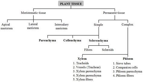 types-plant-tissues-functions http://www.aplustopper.com/types-of-plant-tissues-and-their ...