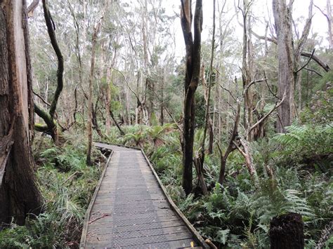 Lilly Pilly Gully Boardwalk Lilly Pilly Gully Nature Walk Wilsons