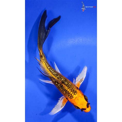 Imported Gin Rin Orenji Matsuba Butterfly Koi Koi Fish For Sale