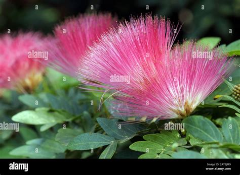 powder puff shrub Stock Photo - Alamy