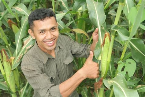 Corn farming stock image. Image of high, farmland, industry - 7217231