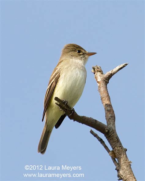 Willow Flycatcher - Laura Meyers Photography