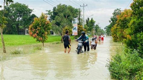 Desa Sidaharja Kabupaten Tegal Kembali Diterjang Banjir Ketinggian Air