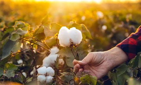 14 Crops Grown In Texas