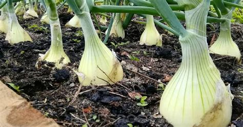 Как вырастить крупный лук и чеснок - Со Вкусом