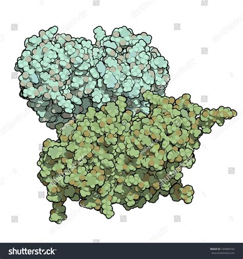 Glucocerebrosidase (Beta-Glucosidase) Enzyme Molecule. Deficient In Gaucher'S Disease ...