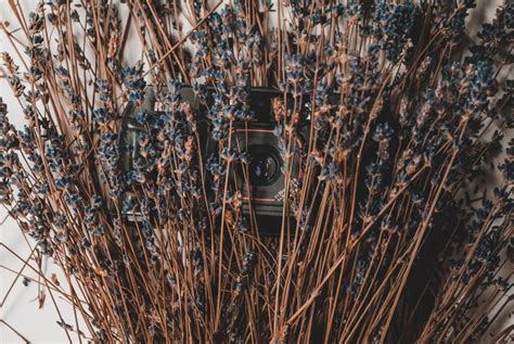 (1 000+) фото лаванда и картинки лаванда - скачать картинки ...