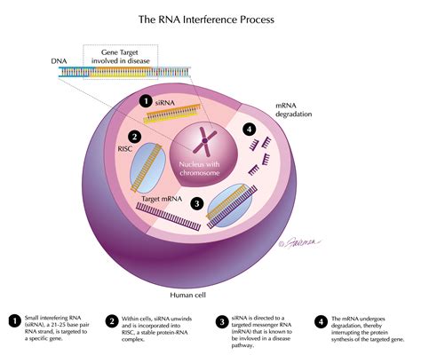 Restored Gene Therapy