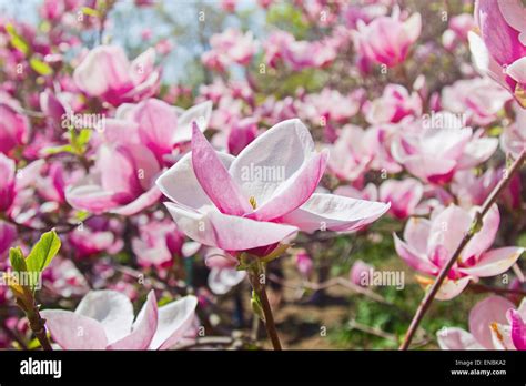 Fabulous Garden Of Blooming Magnolia Trees In Springtime Stock Photo