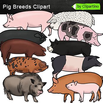 Different Types Of Pigs