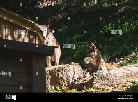 Red Wolf Recovery Program Hi Res Stock Photography And Images Alamy
