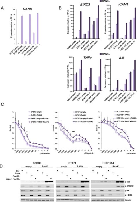 Overactivation Of Rank Signaling In Her2 Positive Cell Lines Increased