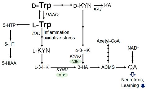 Tryptophan And Kynurenine Pathway Involved In Immune Related Diseases