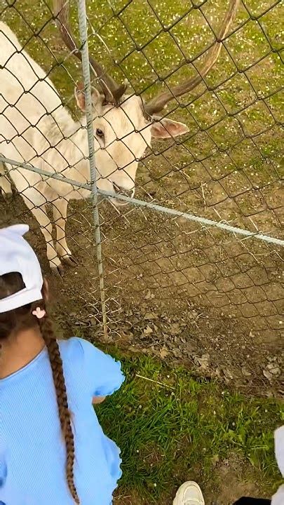 Олень с рогами 🫶 - YouTube