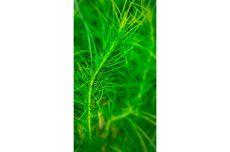 Перистолистник матогросский: содержание и размножение, использование ...