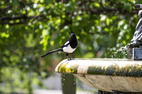 Premium Photo | A bird is sitting on a fountain with water drops.