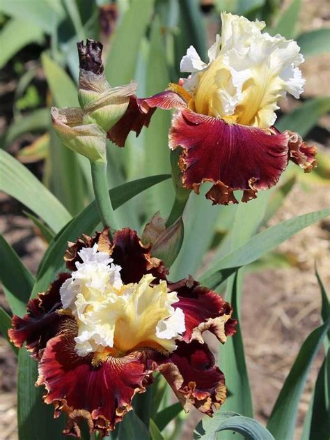 Ирис бородатый DIAMONDS AND RUBIES (B.Blyth, 2014), фото ириса. Купить ...