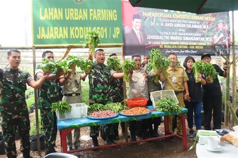 Kodim 0501 Jakarta Pusat Sukses Panen Sayur Mayur Di Lahan Urban